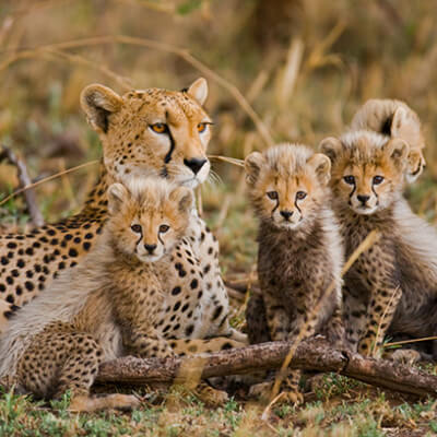 6 Day Tanzania Wildlife Safari | Orege Safari & Tours